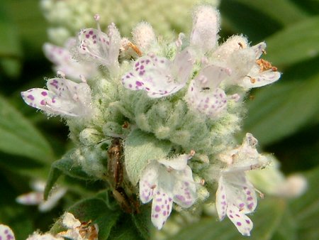 マウンテンミント Mountain Mint かぎけんweb