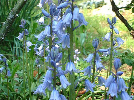 シラー・カンパニュラタ(Scilla hispanica)【かぎけんWEB】