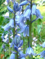 シラー カンパニュラタ Scilla Hispanica かぎけんweb