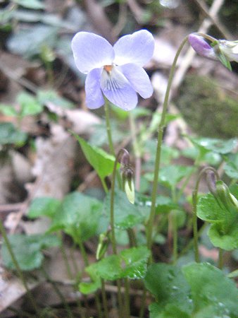 タチツボスミレ 立坪菫 かぎけんweb