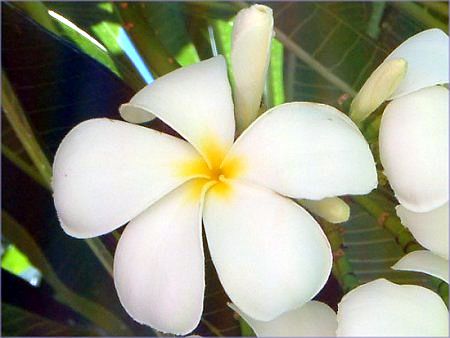 プルメリア Plumeria かぎけんweb