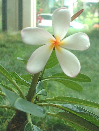 プルメリア Plumeria かぎけんweb