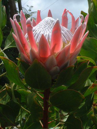 マウイ島のプロテア Protea かぎけんweb