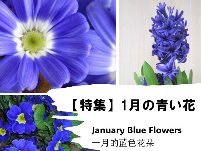 【特集】1月の青い花一覧