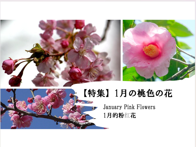 【特集】1月の桃色の花一覧