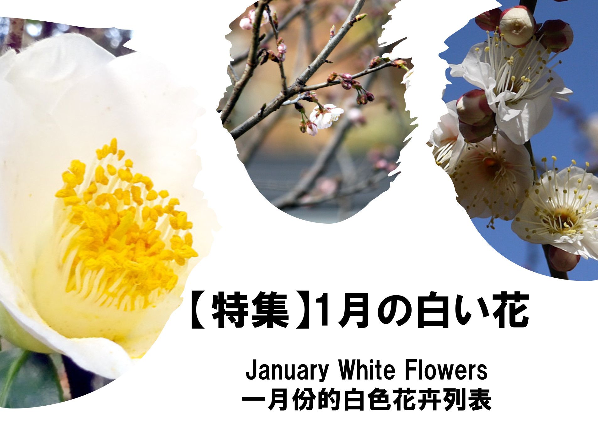 【特集】1月の白い花一覧