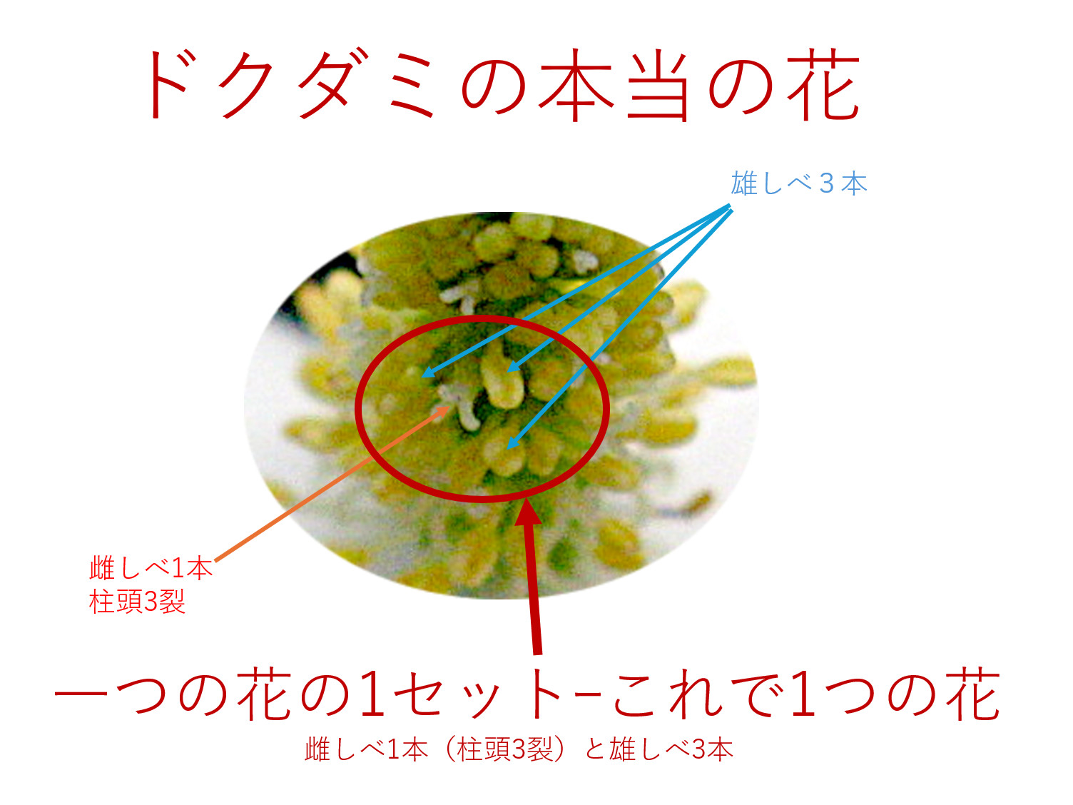 ドクダミ（学名：Houttuynia cordata）