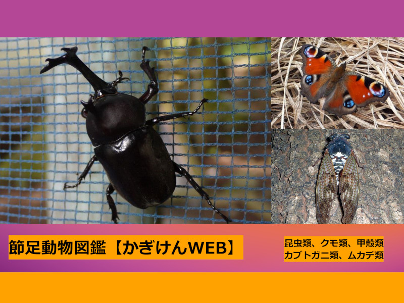 節足動物図鑑