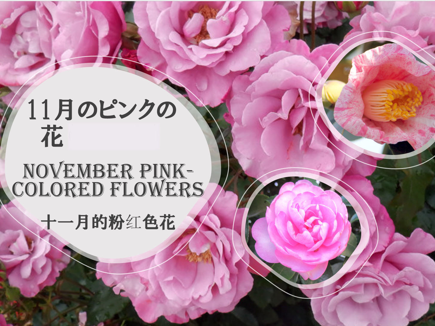 特集  11月のピンクの花