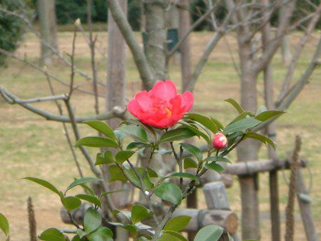 ヤブツバキ 藪椿 かぎけんweb