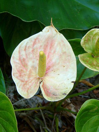 アンスリウム Anthurium かぎけんweb