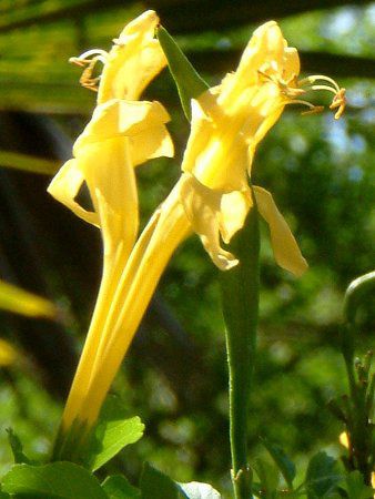 イエロー ケープ ハニーサックル Yellow Cape Honeysuckle かぎけんweb