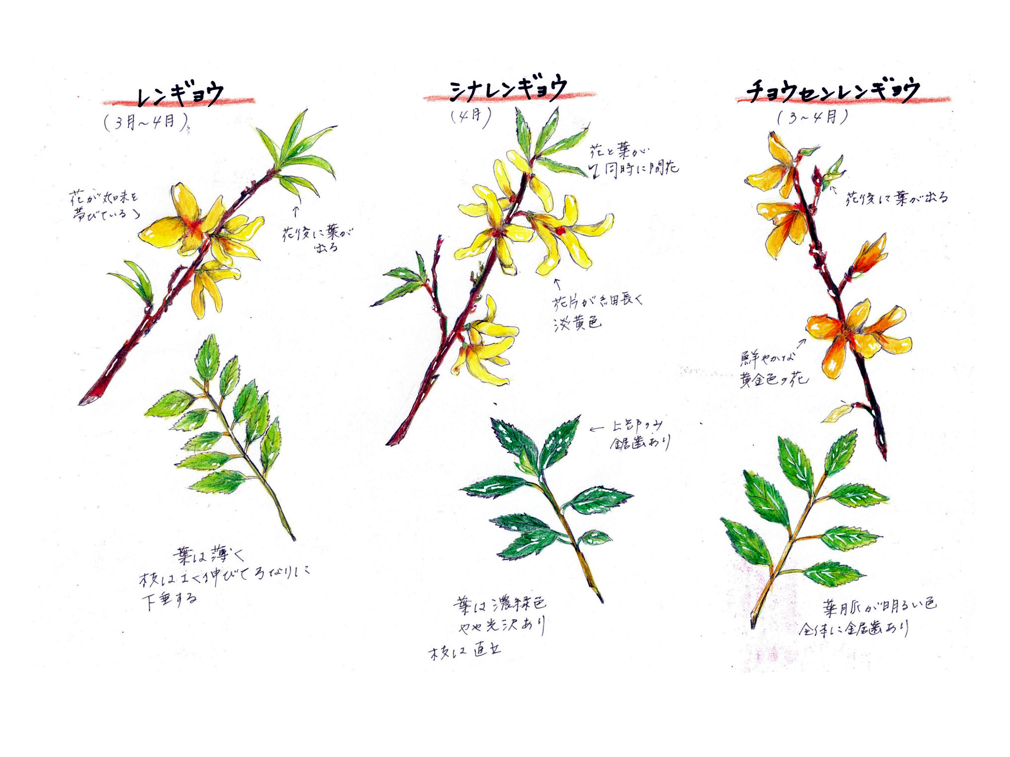 チョウセンレンギョウ 朝鮮連翹 かぎけんweb