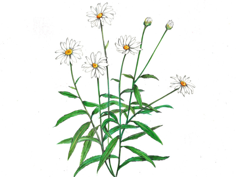 シャスターデージー（Shasta daisy、Leucanthemum×superbum）