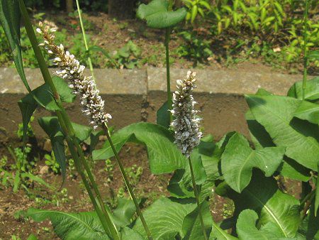 イブキトラノオ 伊吹虎の尾 かぎけんweb