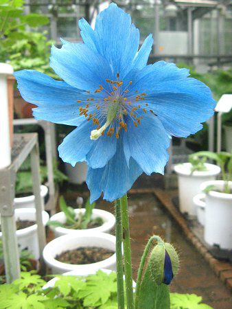 ヒマラヤの青いケシ メコノプシス グランディス Meconopsis Grandis Prain かぎけんweb