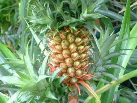 パイナップル Pineapple かぎけんweb