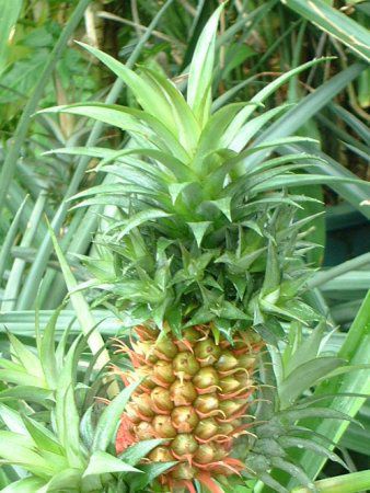 パイナップル Pineapple かぎけんweb